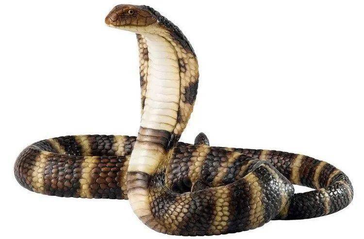 桂林男子误把眼镜蛇当普通蛇,被咬后不到半小时就呼吸骤停,十分危险!