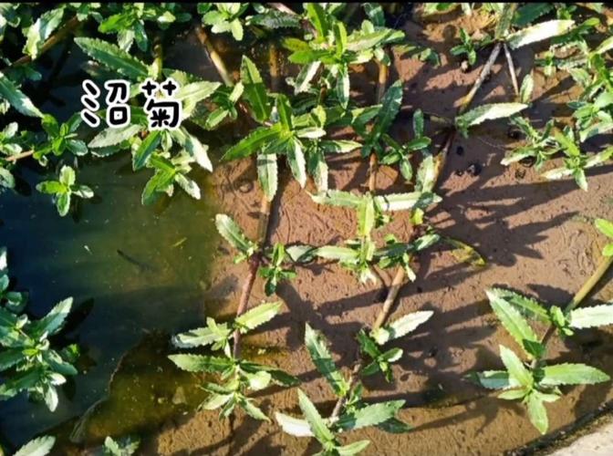 海南的这些野菜你见过吗?吃过吗?