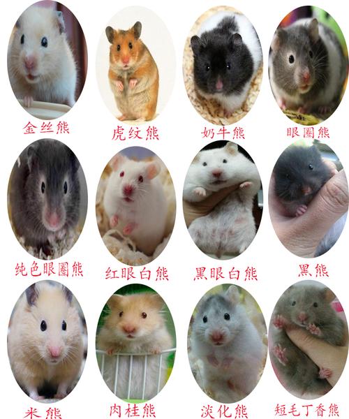 各种金丝熊仓鼠虎纹熊米熊奶牛熊眼圈熊稀有熊仓鼠侏儒熊活体宝宝