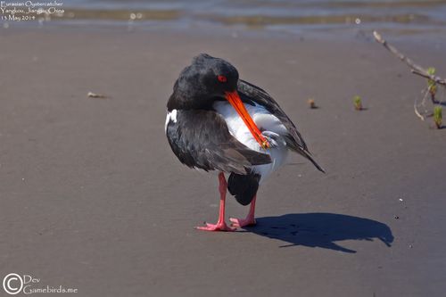 oystercatcher,eurasian_007