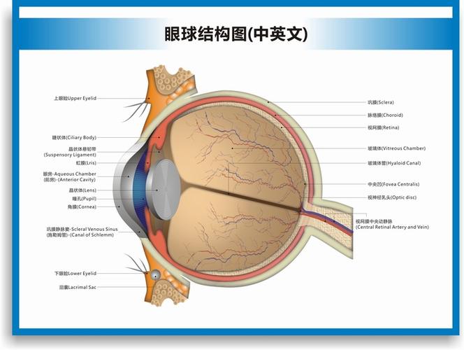 眼球解剖图结构图眼球的构造眼睛穴位按摩眼保健操