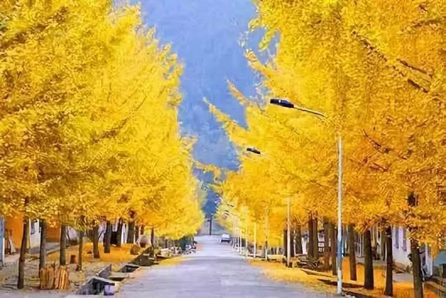 翠滴青山林尽染" "银杏轻颤彩蝶舞,锦鲤闲游碧水漾"之美 银杏树的倒影