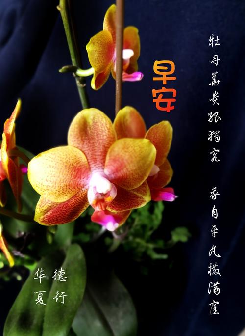 您好,早安吉祥!幸福快乐! ——问候祝福语图片集锦 (一)