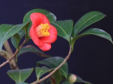 崂山耐冬网,青岛耐冬,青岛市花基地,青岛东都实业有限