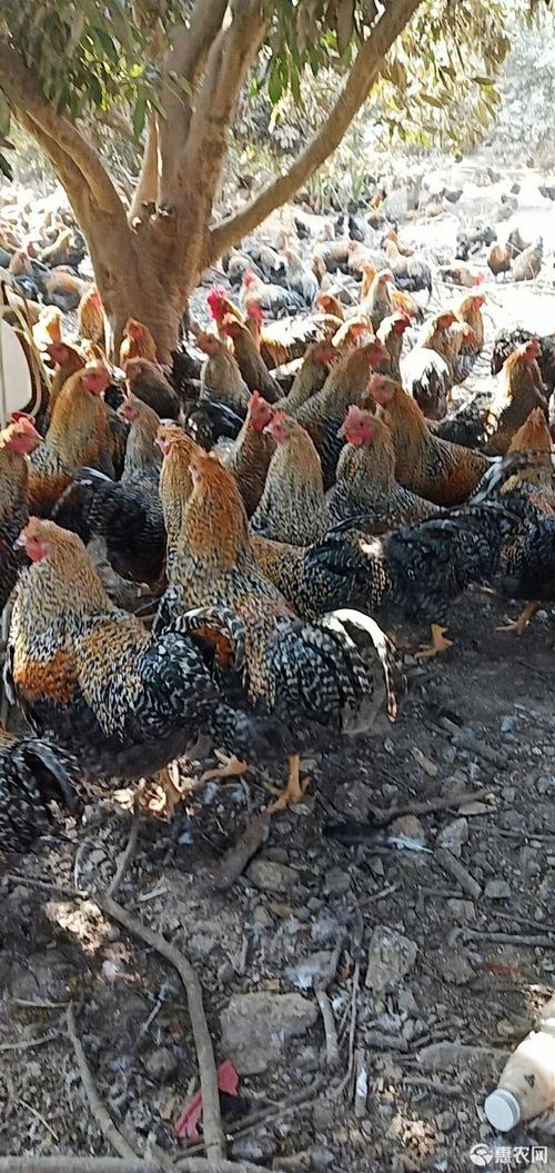 精品细骨~金芦花阉鸡