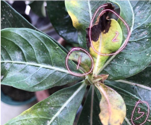 要想沙漠玫瑰长得好,钙肥,浇水,通风一样都不能少