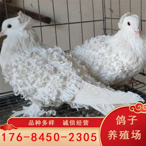 马甲芙蓉鸽子 后翻白芙蓉观赏鸽 芙蓉青年鸽子 观赏鸽