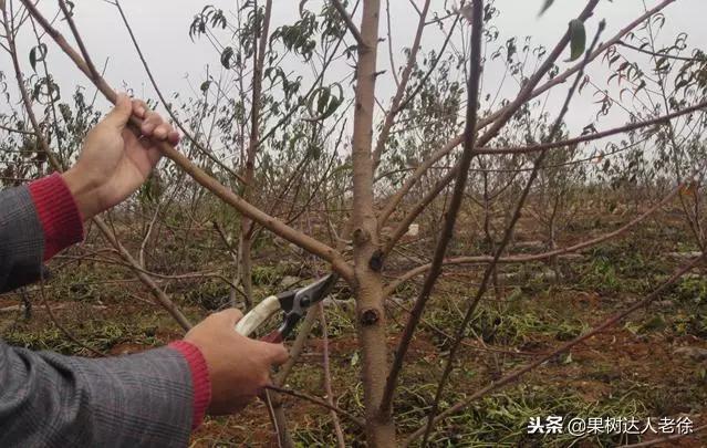 果树修剪只需3分钟,水平高低立见分晓!_枝条_整形_方向
