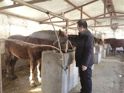 袁玉祥来到新建的马厩里,看今年刚买回的5匹马.
