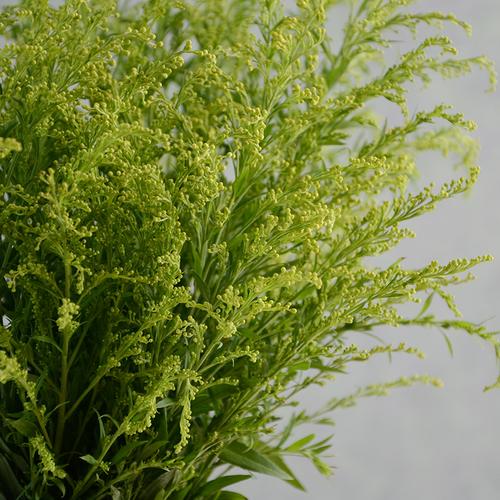 云南黄英黄莺草配草配花鲜花花束搭配鲜切花速递空运包邮