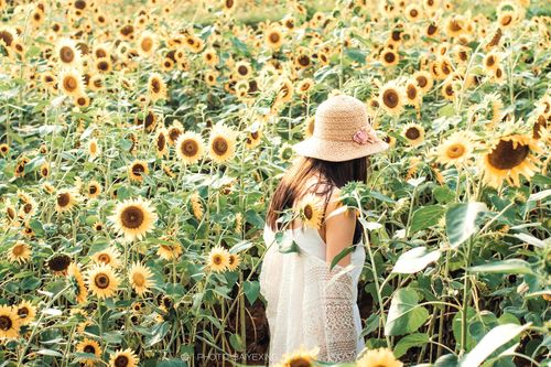 向日葵女生背影图片