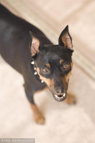 小多伯曼犬(犬科)