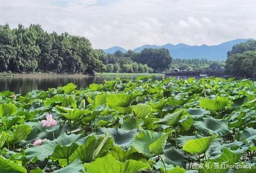 毕竟夏天西湖的景色和四季的景色不一样,荷叶是无限的碧映日