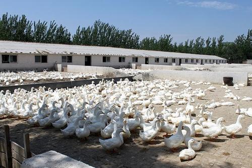 养鸭场如何处理鸭粪?做好这些就够了 !