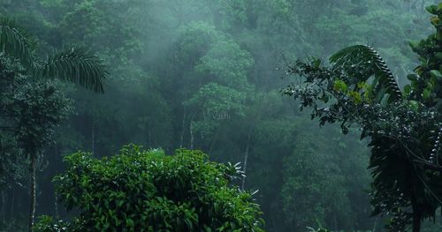 唯美的雨中树林