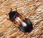 火腿皮蠹(dermestes lardarius)