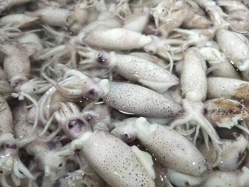 带籽的海兔子,难以抗拒的美食诱惑