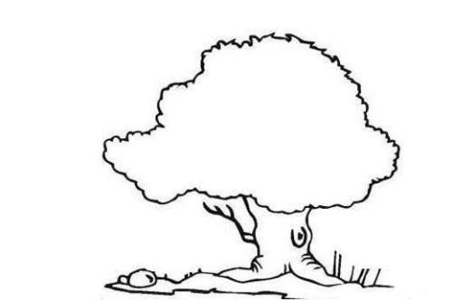 大榕树简笔画图片大全