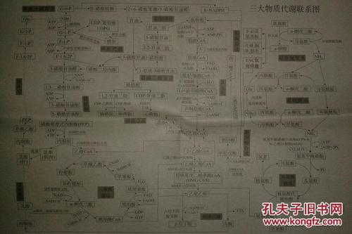三大物质代谢联系图(单幅)