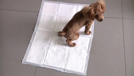 如何训练小狗上厕所