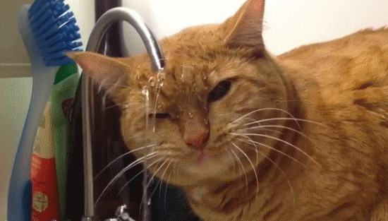 我真佩服把猫养成猪的铲屎官!