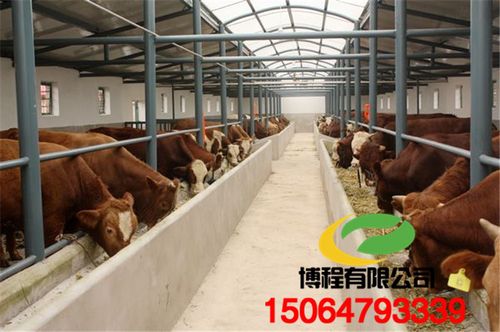 专业肉牛养殖场,常年出售西门塔尔牛牛犊,成牛多少钱