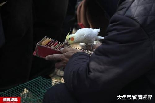 摊主把灵鸟送入笼子,这时注意他的手,直接把灵鸟叼出来的签放入了签