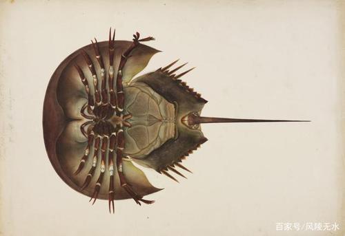 雌鲎的腹甲后3对棘特别小,前两对步足也都是螯状