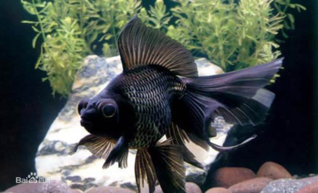 它是金鱼中的"黑牡丹"