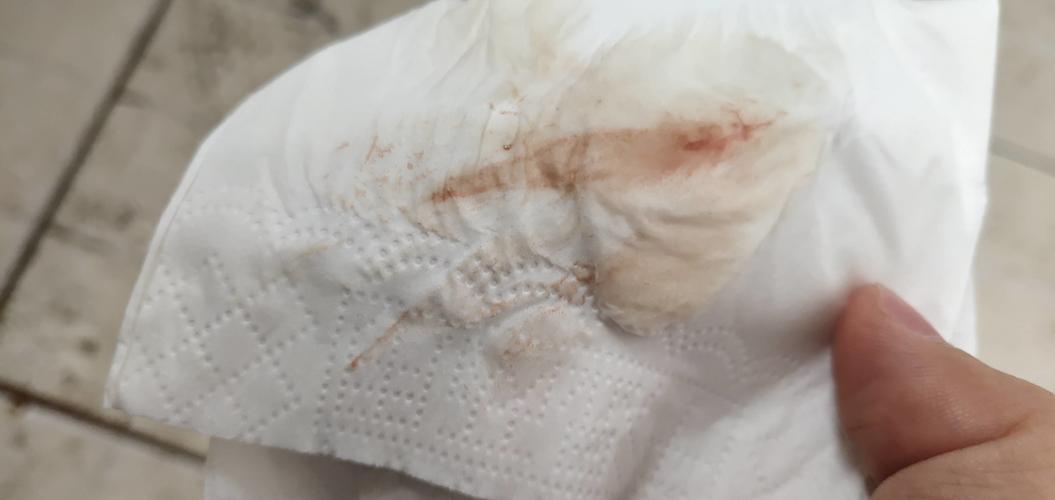 在排卵期同房,避孕套破裂了,今天第十天