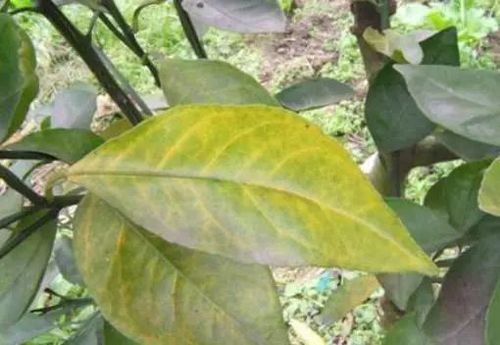 营养元素对柑橘来说必不可少!各种缺素预警图认一认