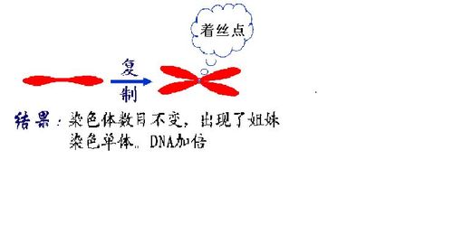 植物细胞(体细胞染色体是6条)有丝分裂有关问题