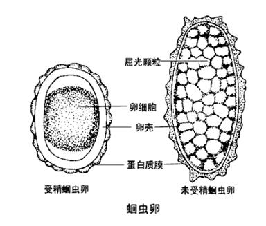 蛔虫卵测定方法