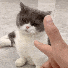 这些老祖宗传下来的挑猫方法真的很实用