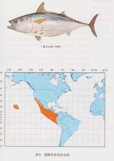 黑鲔 英文:black skipjack tuna 拉丁文:euthynnus lineatus ▼