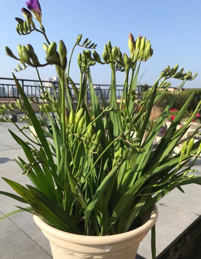 盆栽香雪兰的养护要点,有"三个",开花更多香气扑鼻