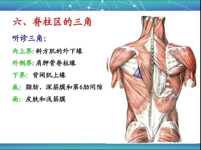 社科 教育学/心理学 脊柱区局部解剖学ppt  六,脊柱区的三角 听诊三角