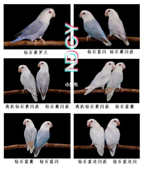 牡丹鹦鹉品种介绍大全【九】深华系列