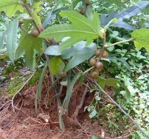 三指毛桃的功效与作用五指毛桃育苗过程