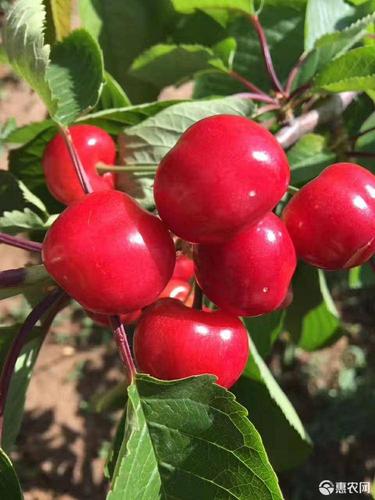 [冰库樱桃批发]冰库 15-20mm 8-12g 价格12元/斤