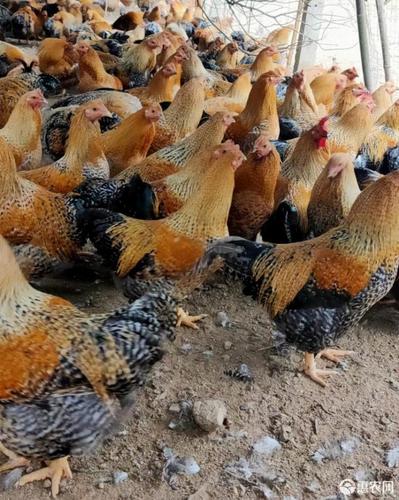 金芦花鸡苗-红芦花鸡苗-金色芦花鸡苗-品种优良-诚信经营