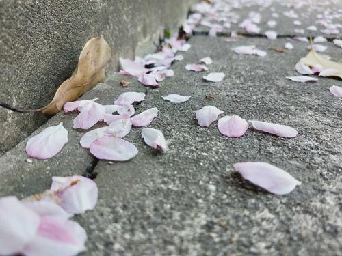 落红不是无情物,化作春泥更护花