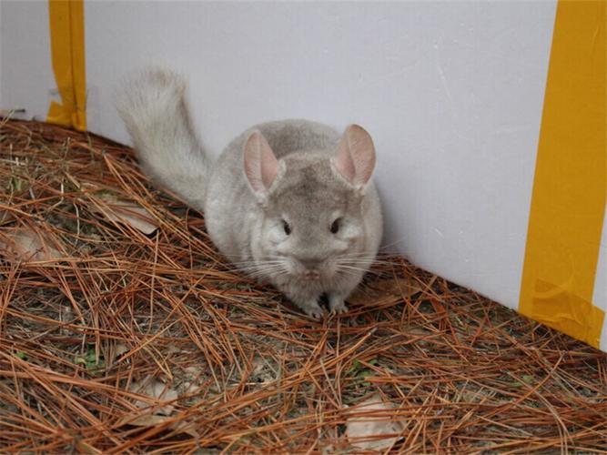 龙猫患螨虫疾病有哪些症状|小宠常见病症-波奇网百科大全