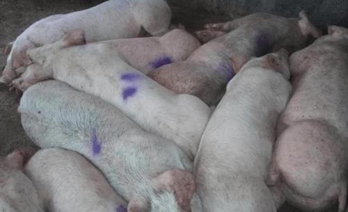 猪流感症状图片