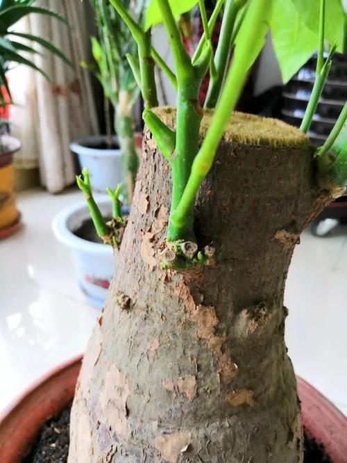 发财树春天剪一刀,嗖嗖冒出10个芽,叶子数量翻两倍!