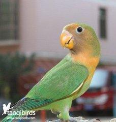 牡丹鹦鹉品种区分