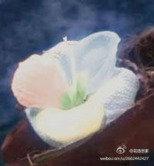 传说依米花生长在非洲的戈壁滩上,依米花非常奇特,每朵花有四个花瓣