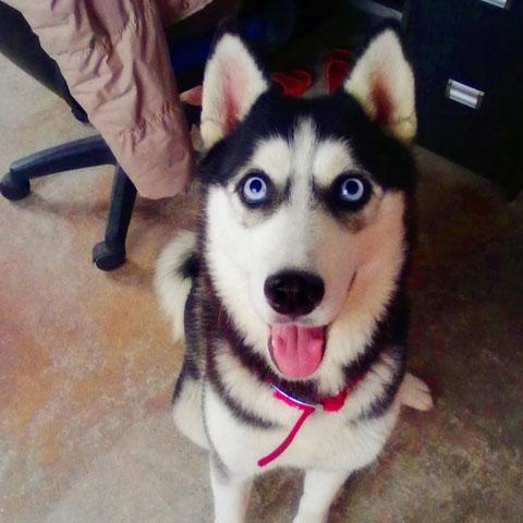 哈士奇两眼反光的图片