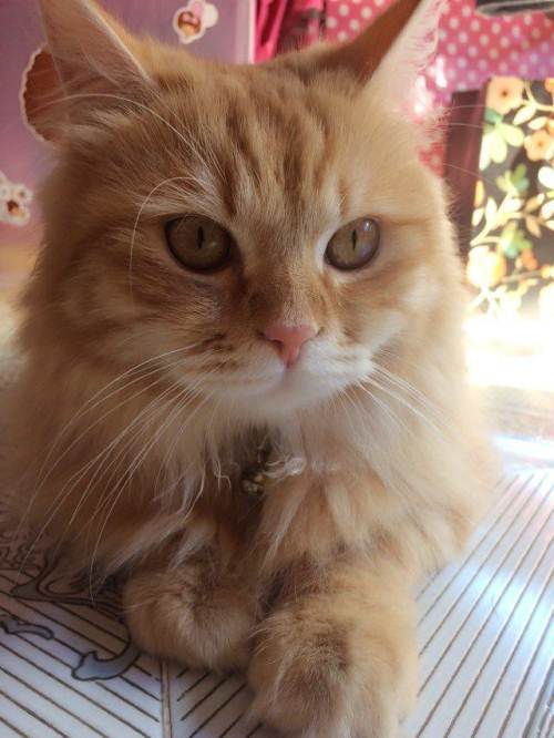 稀有帅气西伯利亚森林猫低价转让公猫已节育