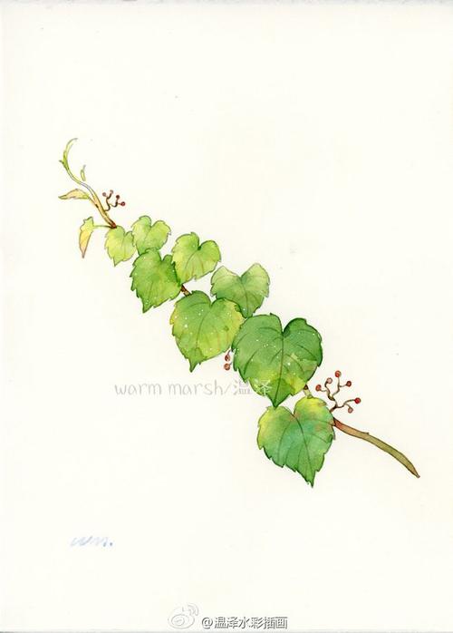 爬山虎用的是吉祥颜彩,绿萝么.不记得了